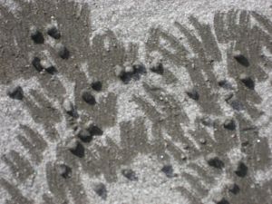 Sand patters, found Costa Rica