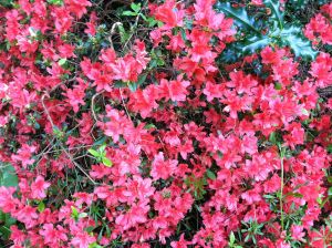 azalea close upIMG_1441